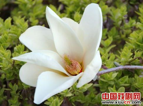 京剧荀派名角常秋月的上海春天